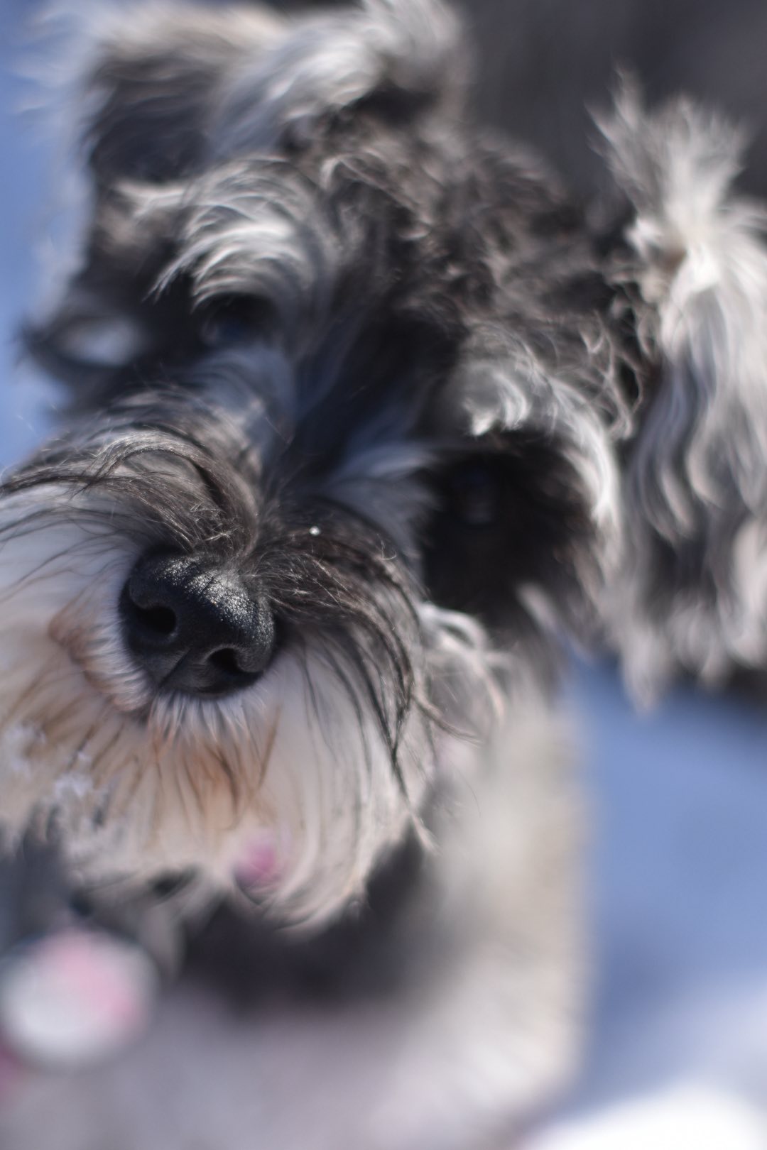 Max the dog